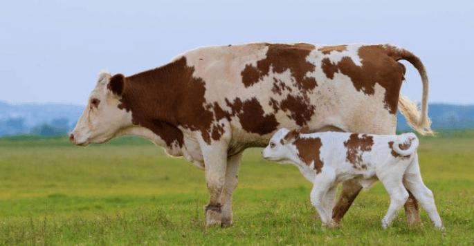 一头小牛养成大牛需要多久？小牛变大牛选股-图3