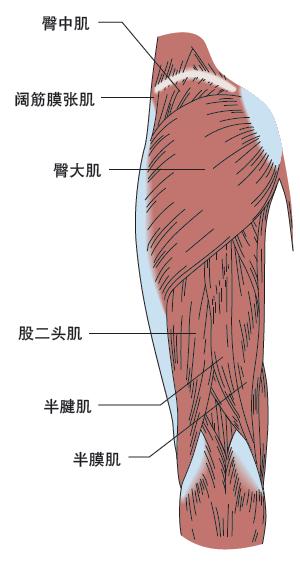 股外侧肌的训练方法？ddx中线山选肌股-图3
