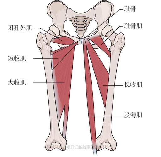 股外侧肌的训练方法？ddx中线山选肌股-图2